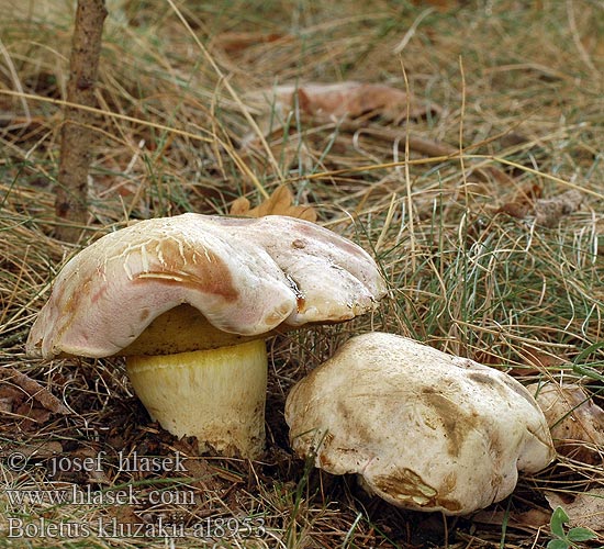 Boletus kluzakii Hřib Kluzákův