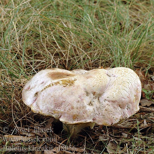 Boletus kluzakii al8956