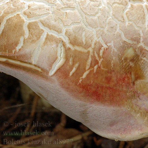 Boletus kluzakii al8977