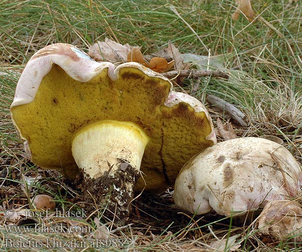 Hřib Kluzákův Boletus kluzakii