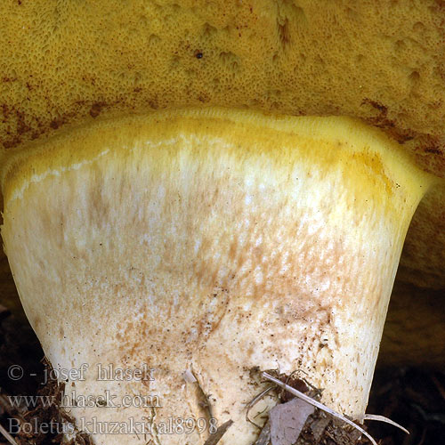 Boletus kluzakii al8998