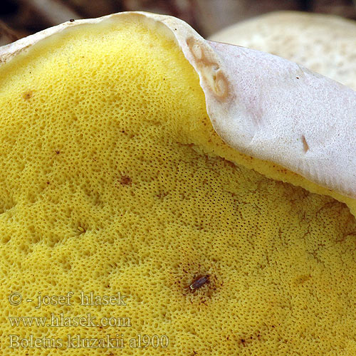 Hřib Kluzákův Boletus kluzakii