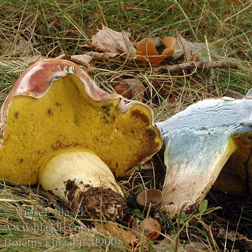 Boletus kluzakii al9005