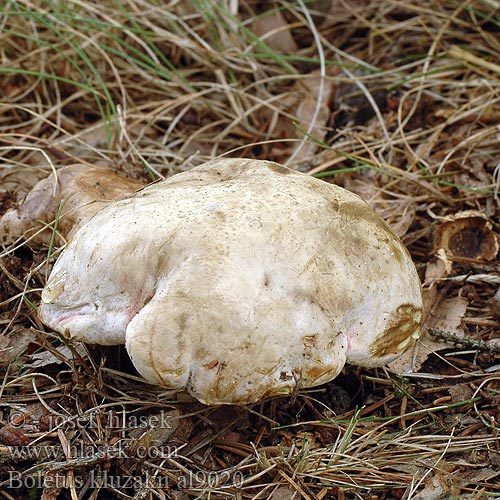 Boletus kluzakii al9020