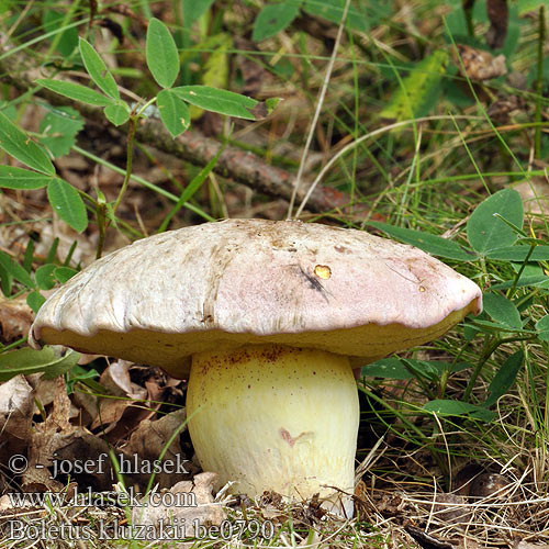 Boletus kluzakii be0790