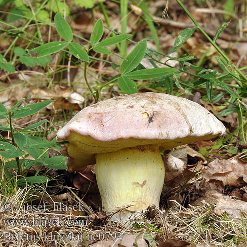 Hřib Kluzákův Boletus kluzakii