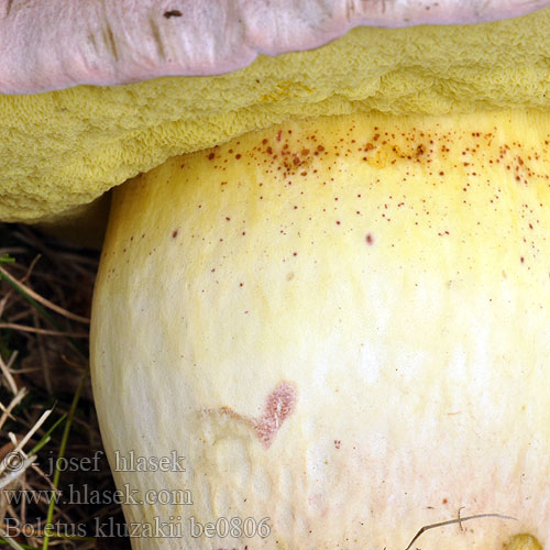 Boletus kluzakii be0806