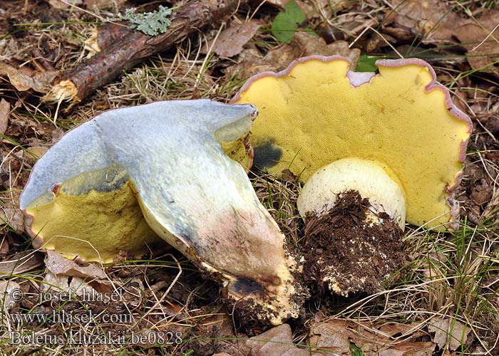 Boletus kluzakii be0828