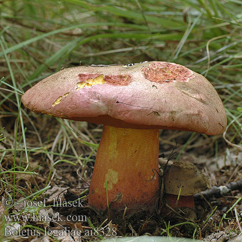 Boletus legaliae Hríb Galovej Hřib Galové Bolet Gal