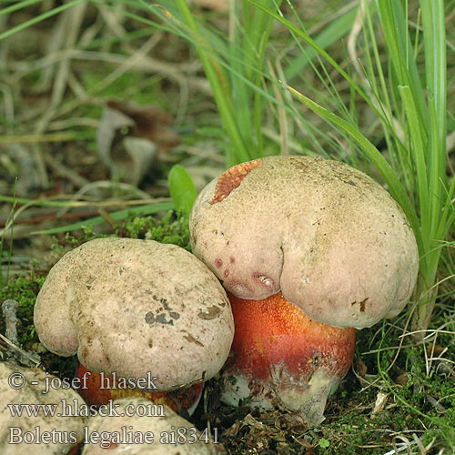 Boletus legaliae ai8341