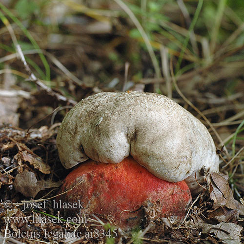 Boletus legaliae ai8345