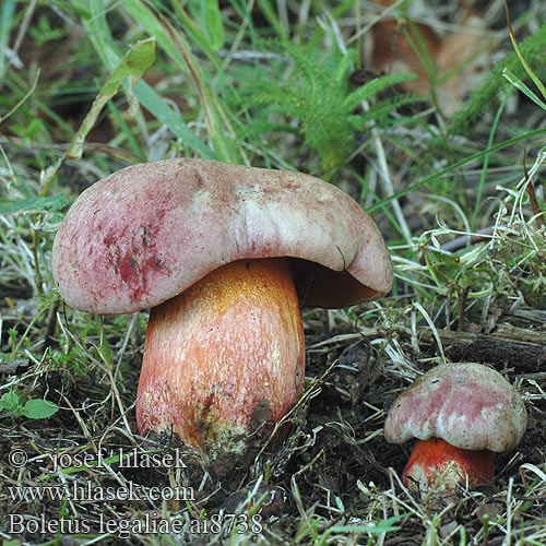 Boletus legaliae Falscher Satansröhrling Rosahütige