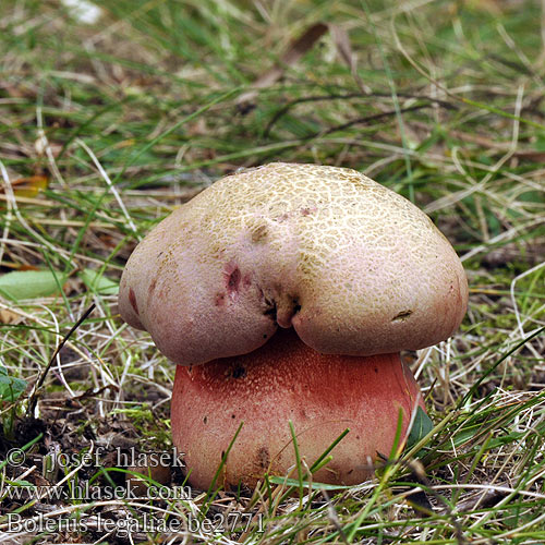 Boletus legaliae be2771