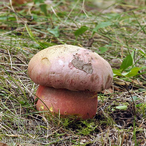 Boletus legaliae be2774