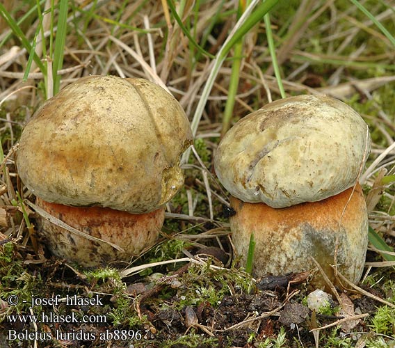 Boletus luridus Hřib koloděj Borowik ponury Cèpe luride