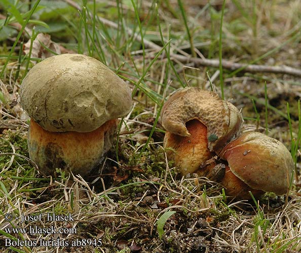 Boletus luridus ab8945