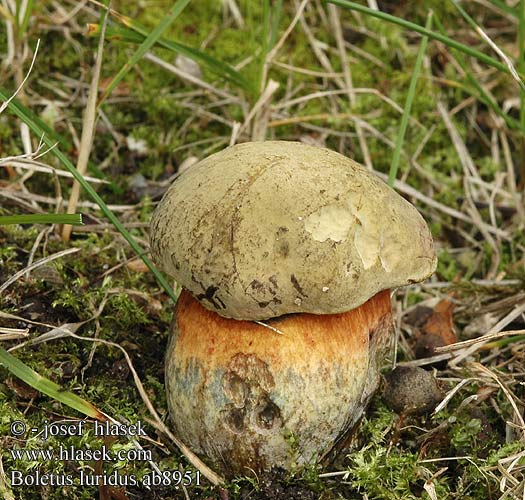 Boletus luridus Оливково-бурый дубовик