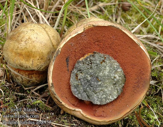 Boletus luridus Netstokket indigo-rørhat Tauriontatti