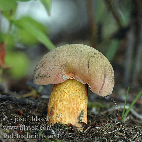 Boletus luridus ウラベニイロガワリ Változékony tinóru