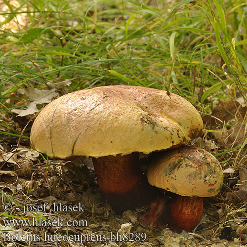 Boletus luteocupreus Bolet cuivré Hríb meďový