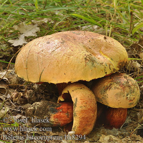 Boletus luteocupreus bh8294