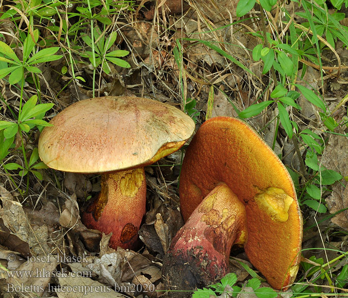 Boletus luteocupreus Bolet cuivré