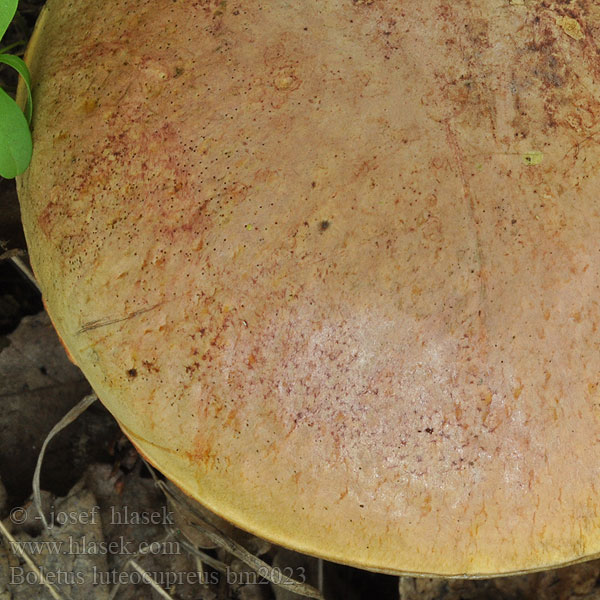 Boletus_luteocupreus_bm2023