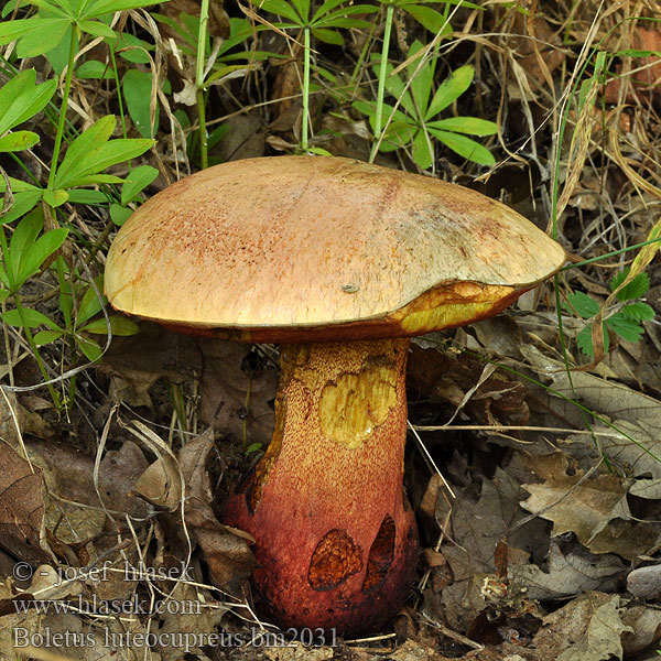 Boletus luteocupreus Hřib měďový žlutonachový