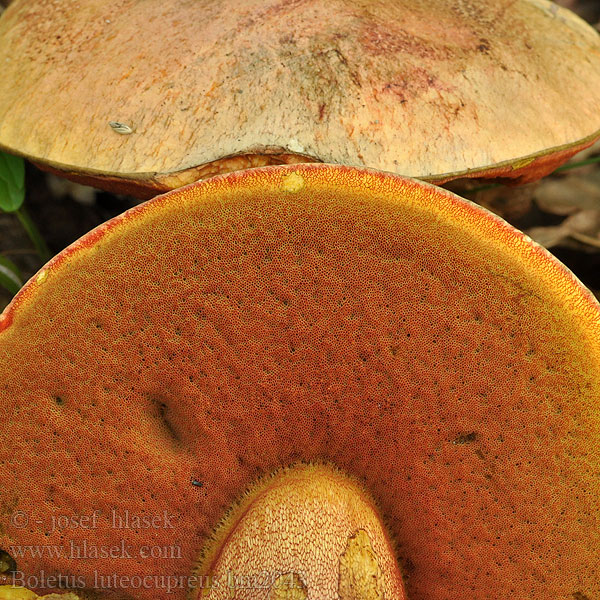 Boletus luteocupreus Gelbhütiger Purpurröhrling Blaufleckender