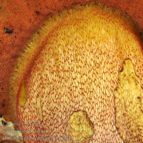 Boletus_luteocupreus_bm2049