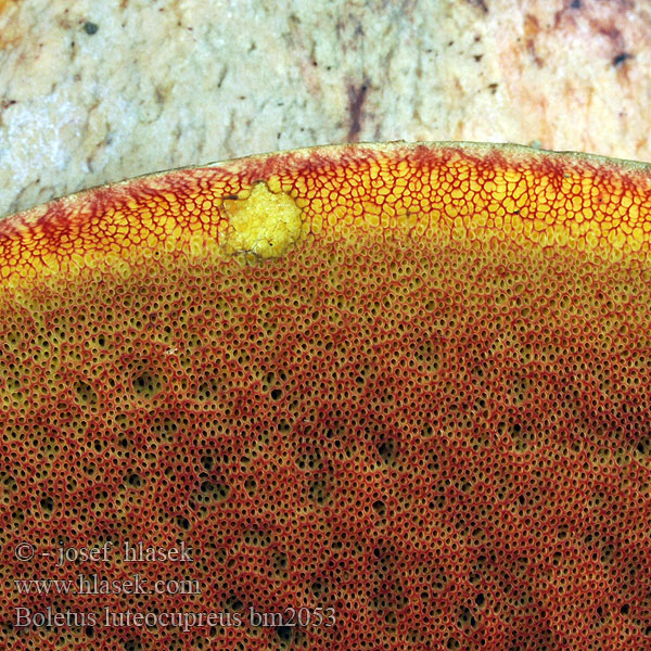 Hřib měďový žlutonachový Boletus luteocupreus