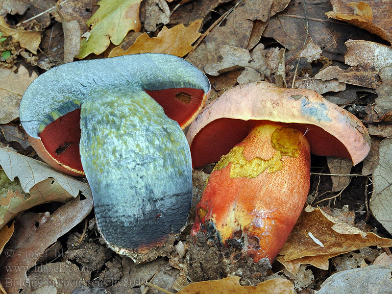 Boletus luteocupreus