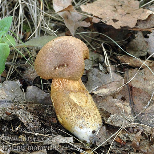 Boletus moravicus Xerocomus leonis tumidus Hřib moravský