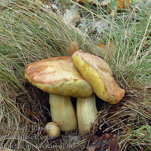 Boletus moravicus al9037