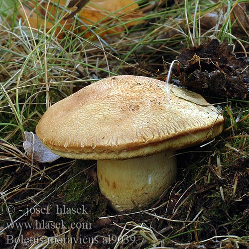 Boletus moravicus al9039