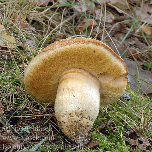 Bolet morave Morava nemezestinóru Boletus moravicus