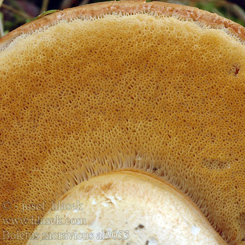 Boletus moravicus al9053