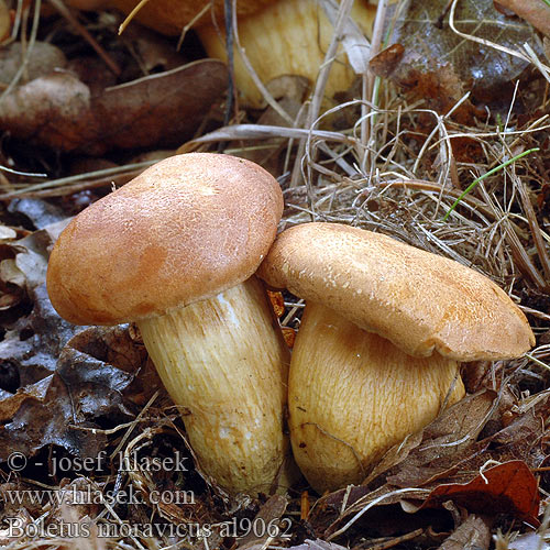 Boletus moravicus al9062