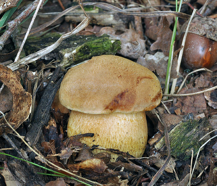 Hřib moravský Boletus moravicus