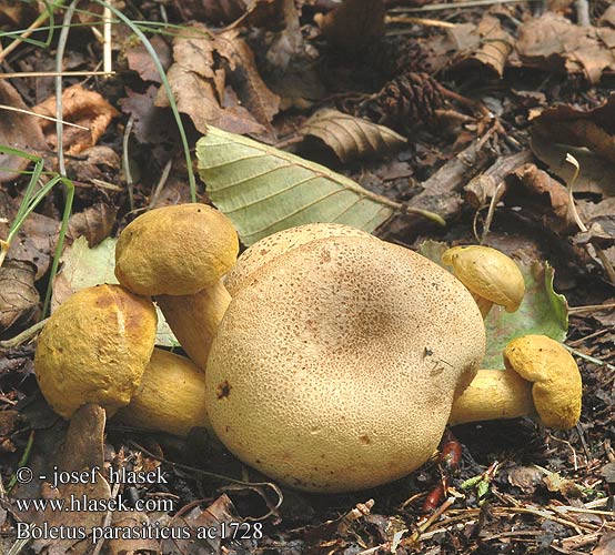 Boletus parasiticus ac1728