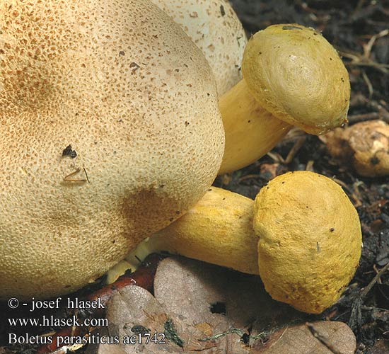 Boletus parasiticus Hřib příživný cizopasný Suchohřib