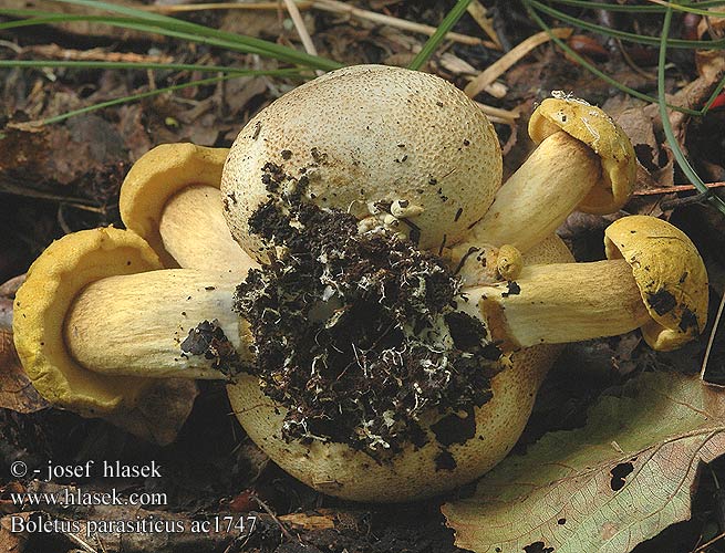 Boletus parasiticus Snyltende rørhat Болет паразитний