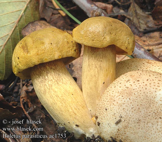 Boletus parasiticus ac1753