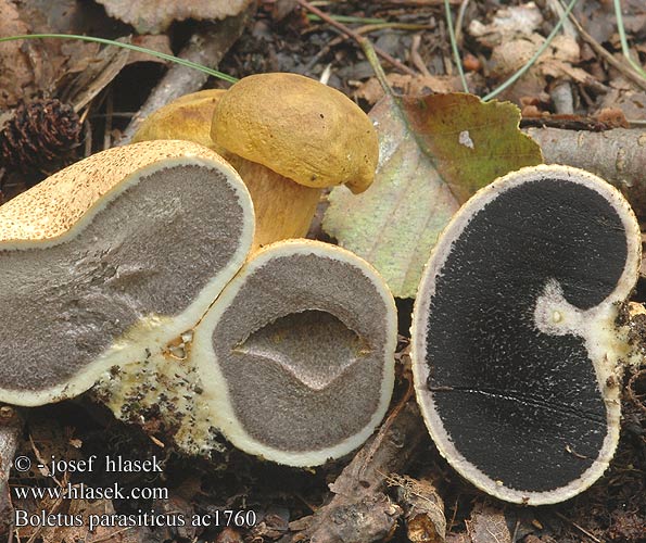 Boletus parasiticus Scheinröhrling Schmarotzer-Röhrling