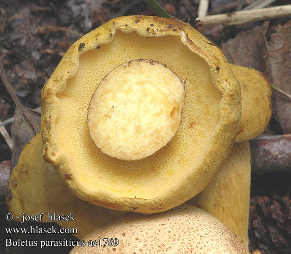 Boletus parasiticus Borowik podgrzybek pasożytniczy tęgoskórowy