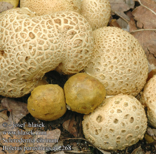 Boletus parasiticus ac2268