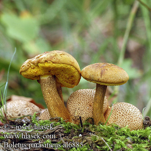 Parasitsopp Xerocomus Pseudoboletus Ceriomyces Hřib příživný