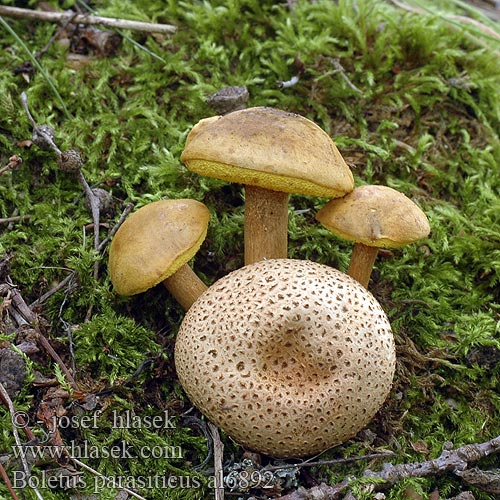 Boletus parasiticus al6892