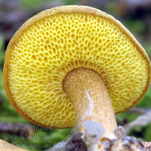 Boletus parasiticus al6897