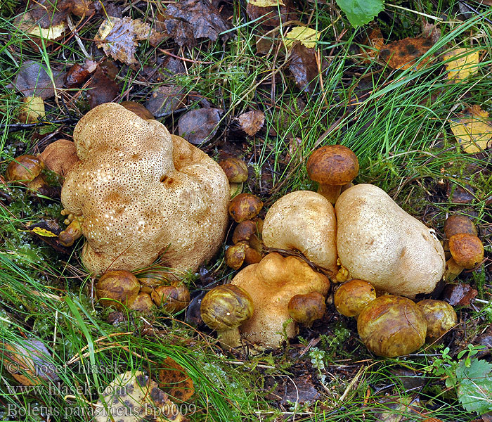 Boletus_parasiticus_bp0009